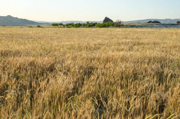 Campo de trigo dorado. Hermosa naturaleza puesta del sol paisaje . —  Fotos de Stock