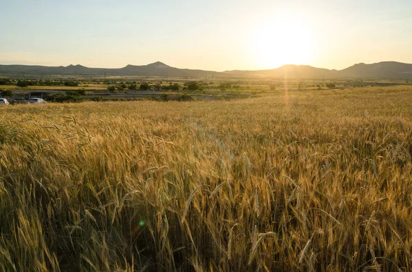 Campo de trigo dourado. Paisagem do pôr do sol bela natureza . — Fotografia de Stock