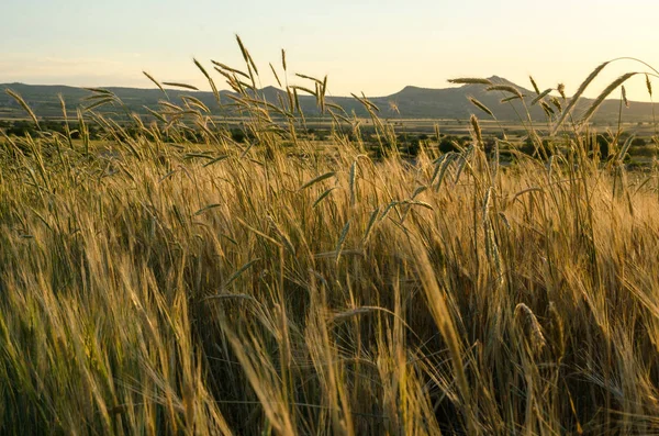 Pole pszenicy złota. Natura piękny zachód słońca krajobraz. — Zdjęcie stockowe
