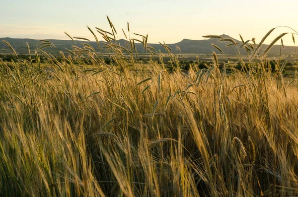 Campo de trigo dorado. Hermosa naturaleza puesta del sol paisaje . —  Fotos de Stock