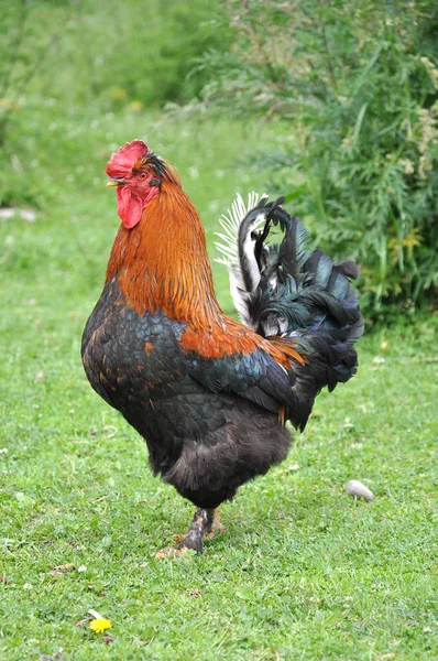 Colorful rooster on green nature background Stock Image