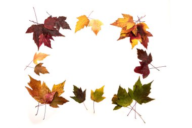 renkli sonbaharında oluşan çerçeve üzerinde beyaz yaprakları