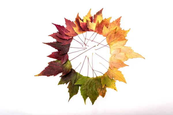 Frame composed of colorful autumn leaves over white — Stock Photo, Image