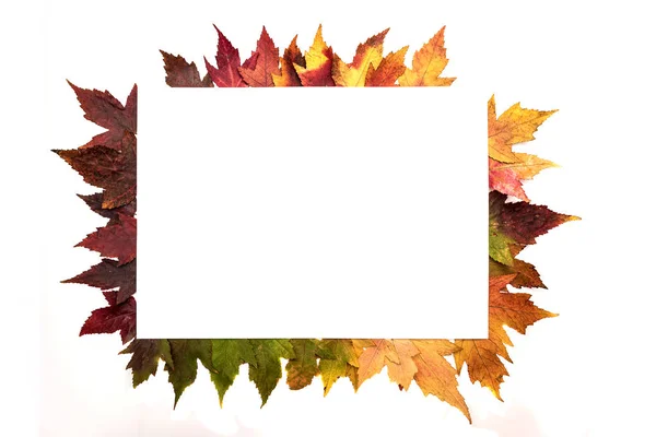 Frame composed of colorful autumn leaves over white — Stock Photo, Image