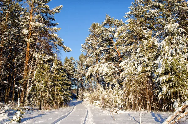 Vintern GranTree skog med snö täckt träd och väg — Stockfoto
