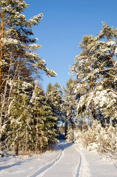 Vintern GranTree skog med snö täckt träd och väg — Stockfoto