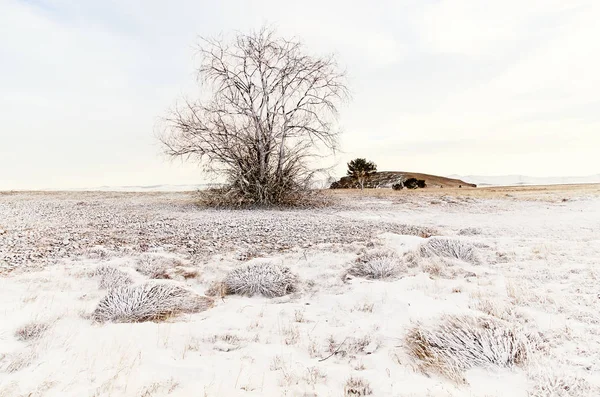 One tree and grass on an winter snow field with hill