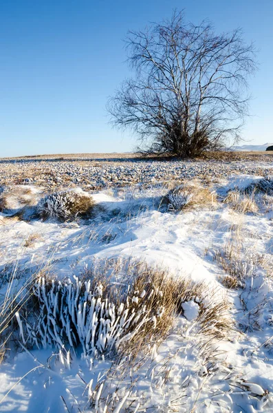 One tree and grass on an winter snow field with hill