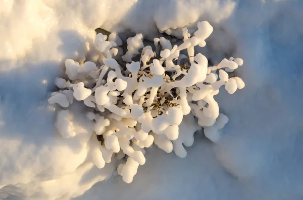 Iskristaller på gräs, vinter is och vatten fryst abstrakt naturliga skönhet, gräset täckt med frusen snö på morgonen — Stockfoto