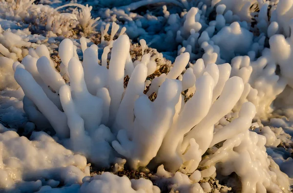 Iskristaller på gräs, vinter is och vatten fryst abstrakt naturliga skönhet, gräset täckt med frusen snö på morgonen — Stockfoto