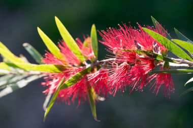 Kırmızı Bottlebrush çiçek - Callistemon Citrinus. Kızıl bottlebrush çiçek