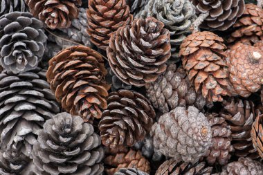 doğal tatil arka plan pinecones ile birlikte gruplandırılmış