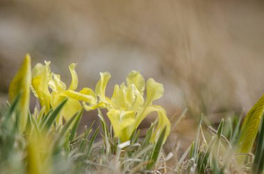 Sarı İris. Bataklık topraklarında yetişen sarı çiçek.