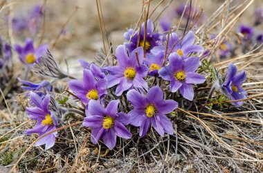 flower is also called urgulka. It grows wild and its flowering is one of the first signs of spring. Russia, Siberia clipart