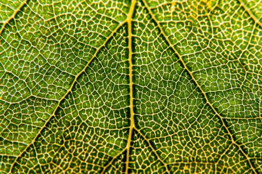 Eski arkaplanda yaprak