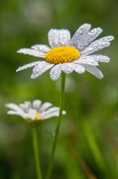 Chamomile or camomile flower with drops of water on the white petals after rain on the green background. Macro. — Stock Photo, Image