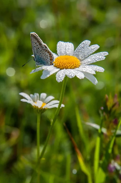 Piccola bella farfalla è seduta su un fiore di camomilla. Da vicino. . — Foto Stock