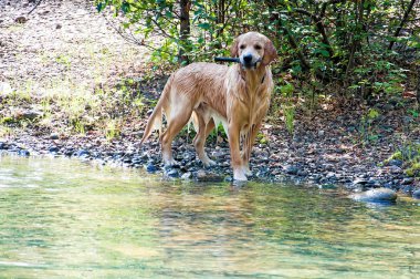 Mutlu genç Golden Retriever ıslak. Sevimli köpek oturan su getiriliyor sopa