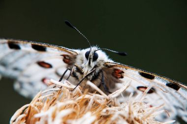Kelebek, Apollo bir ot. Makro anlık görüntü.