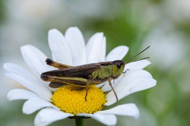 Yeşil Kahverengi çekirge papatya çiçek üzerinde oturuyor. Yakın çekim.