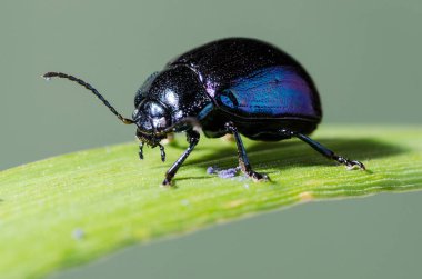 Makro doğa fotoğraf gökyüzü mavi yaprak böceği. Chrysolina coerulans.