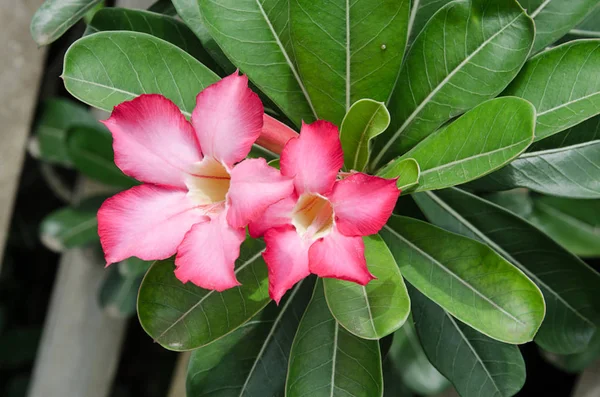 Belle fleur de rose du désert dans le jardin avec une feuille verte floue en arrière-plan, fleurs de maquereau azalée — Photo