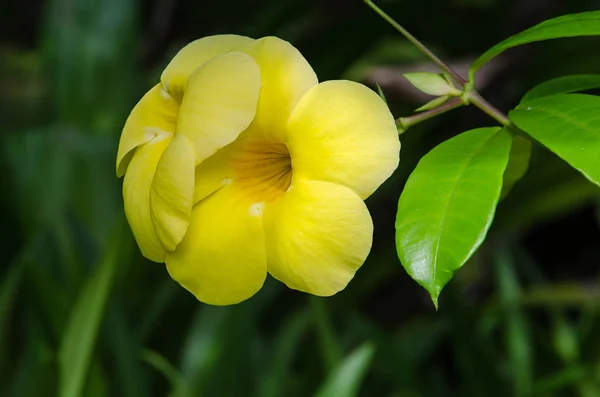 Fleurs d'Allamanda, Odontadenia, Trompette dorée — Photo