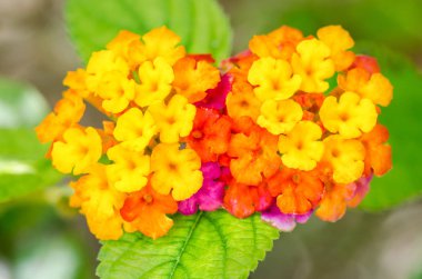 Güzel renkli çit çiçek, Lantana, ağlayan Lantana camara
