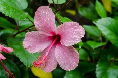 Hibiscus çiçek bahçesinde bulunan su damlaları. Ayrıntı ercik ve pistil