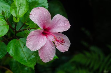 Hibiscus çiçek bahçesinde bulunan su damlaları. Ayrıntı ercik ve pistil