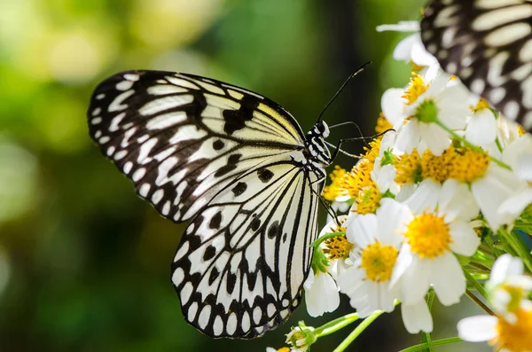 Ohgomadara бабочка большая черно-белая бабочка покоится на цветах — стоковое фото