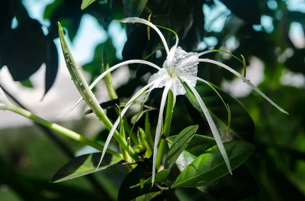 Закрыть белые цветки лилии-паука Hymenoccs littoralis, Cape Lily — стоковое фото