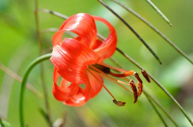 Lily, lilyum pumilum Delile cüce