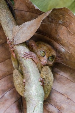 Gece bir tür ve Bohol içinde bulunan en küçük bilinen primat Tarsier biridir