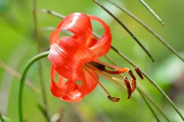 Lily, lilyum pumilum Delile cüce