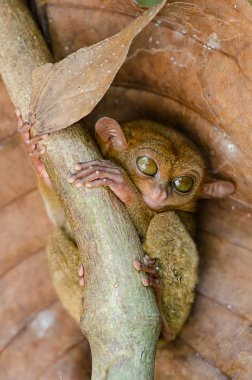Gece bir tür ve Bohol içinde bulunan en küçük bilinen primat Tarsier biridir