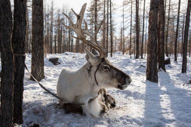 Kuzey ev geyik kar üzerinde oturuyor