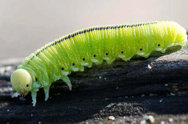 Caterpillar verde primer plano sobre un fondo negro — Foto de Stock