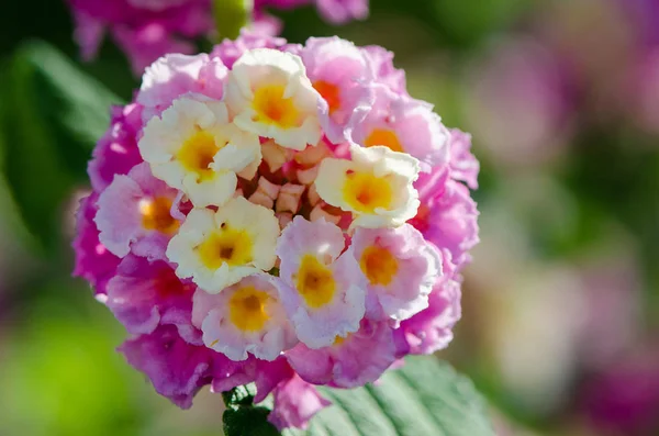 Makro closeup süs bir renkli çiçek, ağlayan Lantana Hedge — Stok fotoğraf