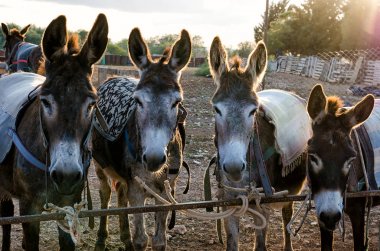 Kıbrıslı bir köyde eşek çiftlik
