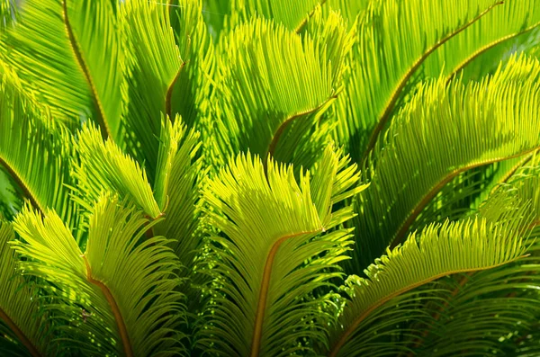 Yayılan bir yaprak yeşil parlayan güneş. Doğal arka plan dokusu. — Stok fotoğraf
