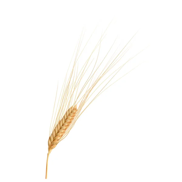 Foto realistica spiga di grano isolato su bianco, illustrazione vettoriale . — Vettoriale Stock