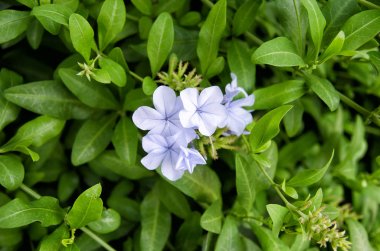 Vinca büyük mor çiçek. Olarak da bilinen bigleaf Cezayir menekşesi, büyük deniz salyangozu, daha büyük ve mavi deniz salyangozu.