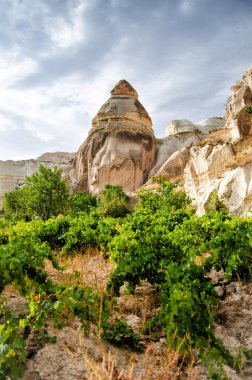 Gül Vadisi Göreme Kapadokya Türkiye'de yaz