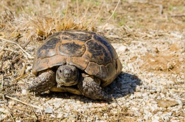 Avrupa su birikintisi kaplumbağa emys orbicularis karada, yeşil ve sarı çim