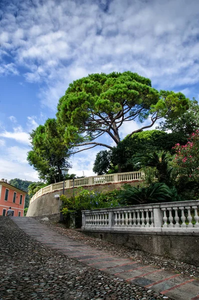 Vista de Zoagli con pino. Zoagli es una pequeña ciudad de la provincia de Liguria, Italia. — Foto de Stock