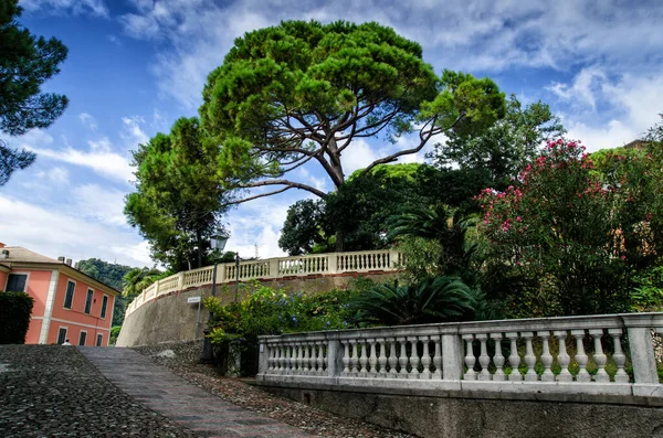 Veduta di Zoagli con pino. Zoagli è un piccolo comune della provincia di Liguria, Italia — Foto Stock