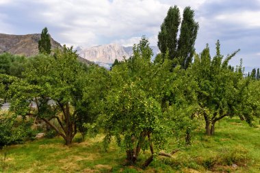 Dağın arka planında yeşil elma ağaçları ve bulutlu gökyüzü