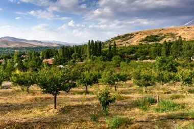 Arkaplanda elma ağaçları ve bulutlu gökyüzü