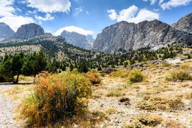 Türk Ulusal Parkı 'nda yaz günü ağaçlarla kaplı dağ manzarası